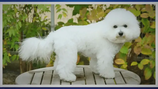 'Video thumbnail for Why Is My Bichon Frise Shedding: Causes And Solutions Best Guide 2023'