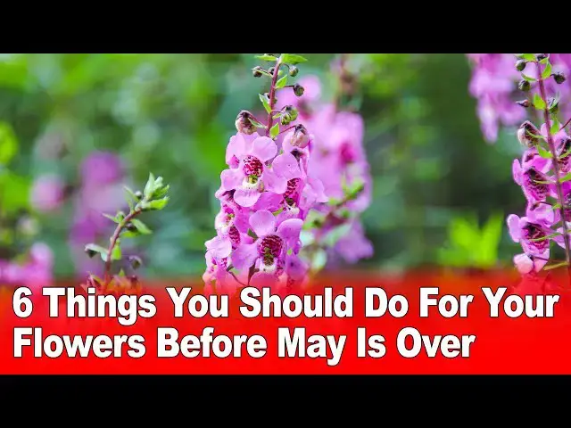 'Video thumbnail for 6 Things You Should Do For Your Flowers Before May Is Over'