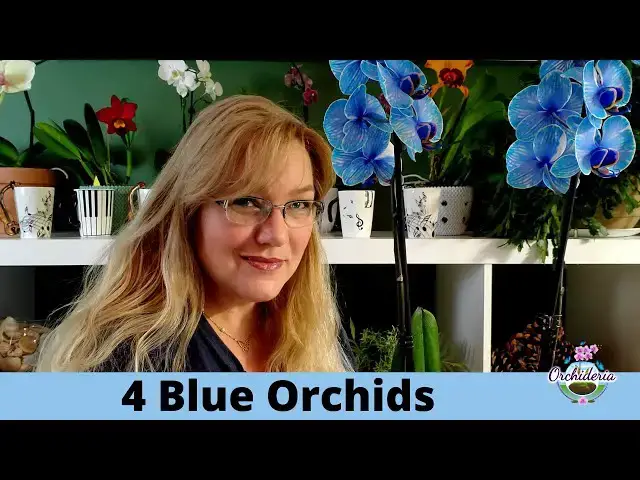 'Video thumbnail for Fake VS Real: Blue Orchids Exist! Care Guide & Curiosities'