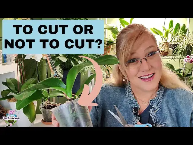 'Video thumbnail for How To Know Which Orchid Roots to Cut? (Focus on Yellow Roots)'