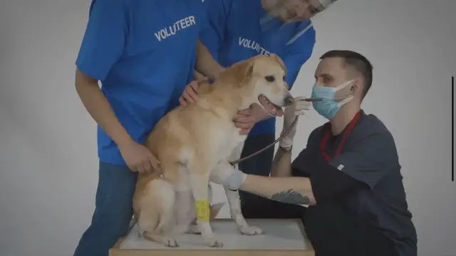 'Video thumbnail for Hydration 101: A Guide to Keeping Your Nursing Dog Healthy and Hydrated'