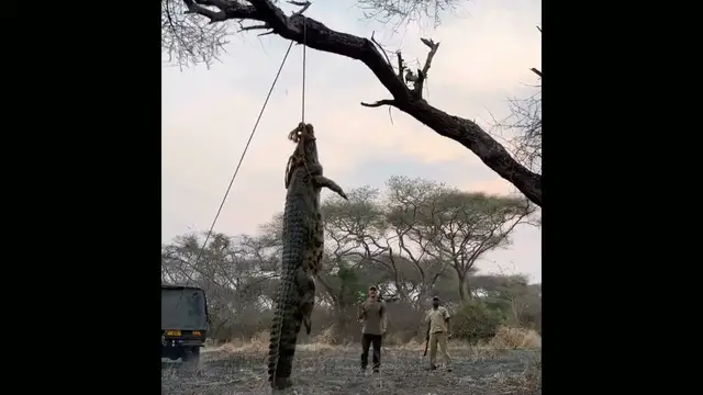 'Video thumbnail for American poachers kill ‘World’s Biggest crocodile’ in Tanzania'