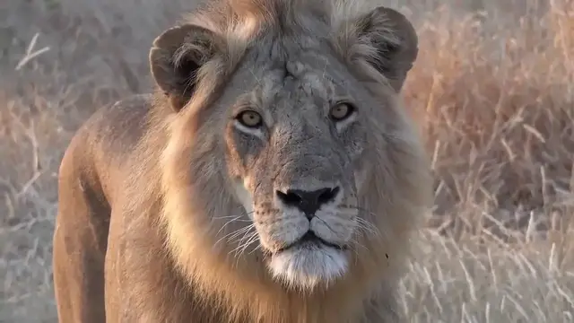 'Video thumbnail for The best closely look of lion in Africa National Park'