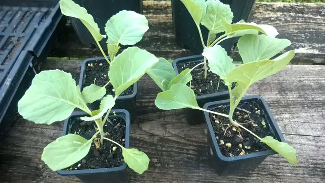 'Video thumbnail for How To Transplant Seedlings (Simplified)'