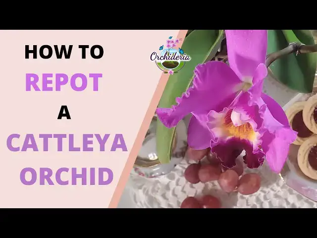 'Video thumbnail for 10 Hassle-free Steps & Tips You Didn't Know About Cattleya Orchids'