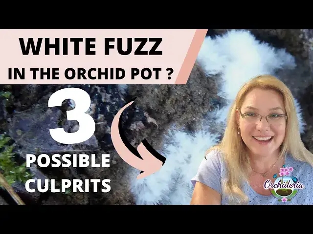 'Video thumbnail for 3 White Fuzz Culprits In the Orchid Pot'