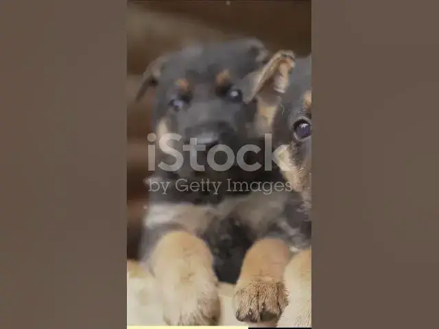 'Video thumbnail for The World of Paws German Shepherds'
