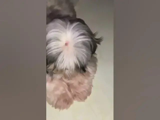 'Video thumbnail for Good morning | Our Cute Shih Tzuz Are Already Awake #shihtzu #cuteshihtzu'