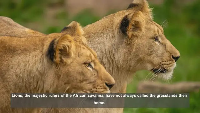 'Video thumbnail for 10 Key Adaptations of Lions for Grassland Survival'