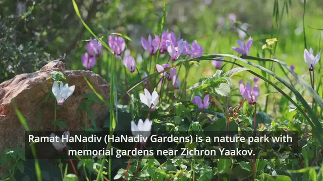 'Video thumbnail for Ramat HaNadiv - The Spring Trail'
