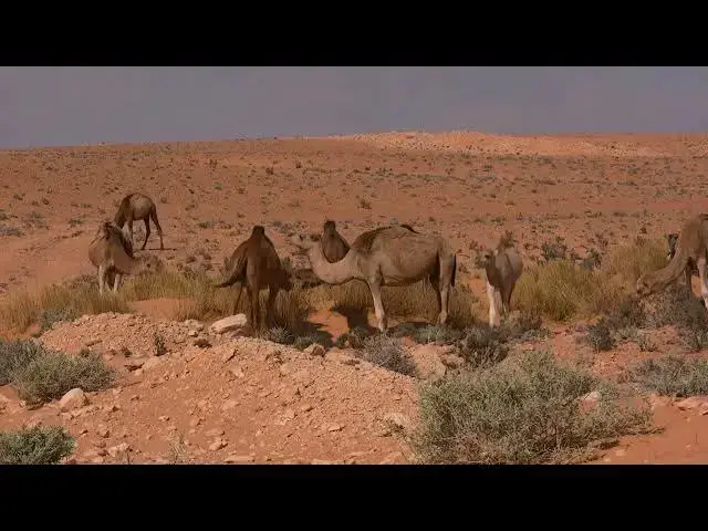 'Video thumbnail for Sahara Desert & Dubai Desert'