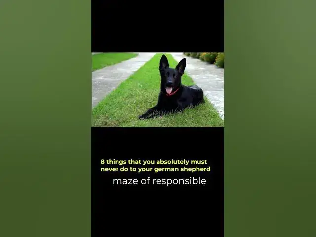 'Video thumbnail for Ever wondered if you're doing everything right for your German Shepherd? #germanshepherd'