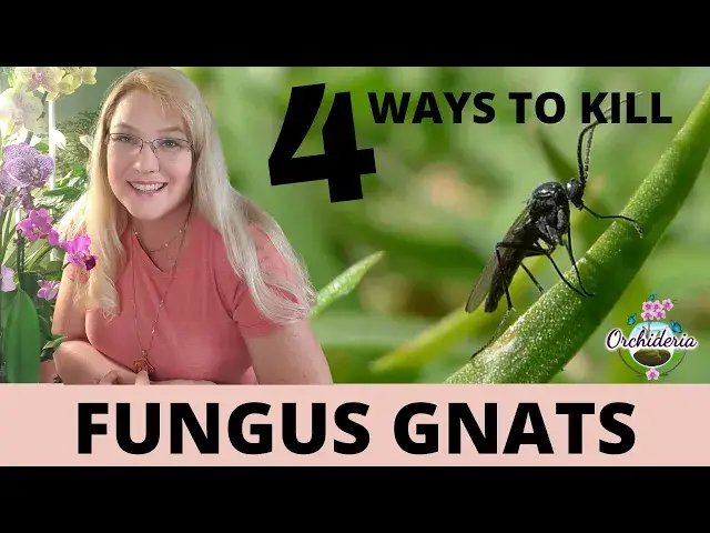 'Video thumbnail for Burn, Baby, Burn!! Fungus Gnats on Orchids: 4 Methods that Worked'