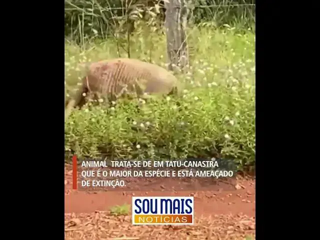 'Video thumbnail for Empresária se assusta ao se deparar com tatu gigante em estrada no Tocantins'