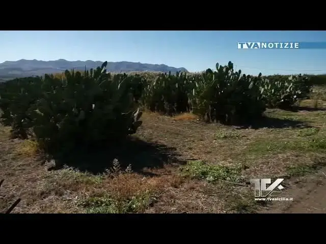 'Video thumbnail for Dramma nelle campagne di Lentini. Un agricoltore in pensione di 58 anni è stato trovato privo di vit'