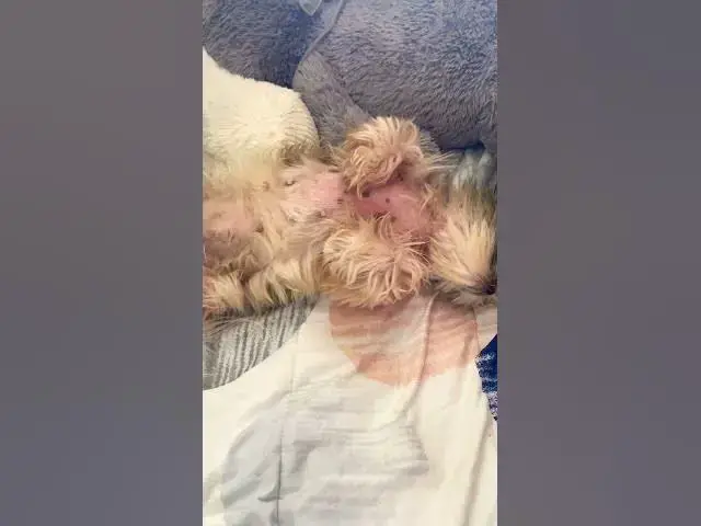 'Video thumbnail for I think I’m going to rent a new room | Someone invaded mom’s space| #cuteshihtzu #shihtzu'