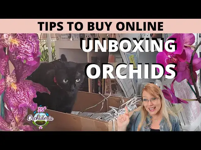 'Video thumbnail for Tips, Secrets, and Hints of How to Buy Orchids Online'