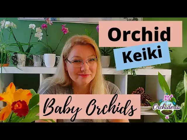 'Video thumbnail for Orchid Keikis : Your Top 8 Questions Answered'