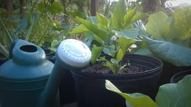 'Video thumbnail for How To Water Container Plants (Simplified)'