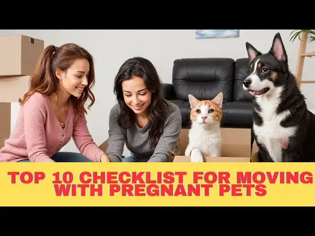 'Video thumbnail for Top 5 Checklist for Moving with Pregnant Pets'