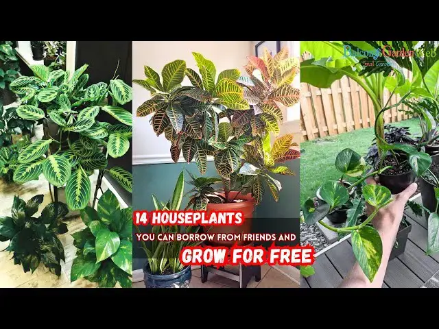 'Video thumbnail for 14 Houseplants You Can Borrow From Friends and Grow for Free #houseplants'