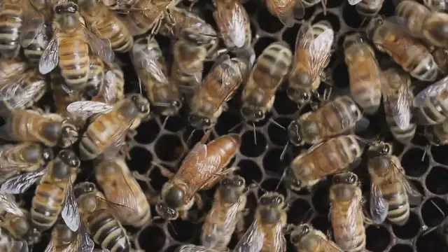 'Video thumbnail for Abejas han asesinado a cuatro personas en las últimas dos semanas en el Quindío'