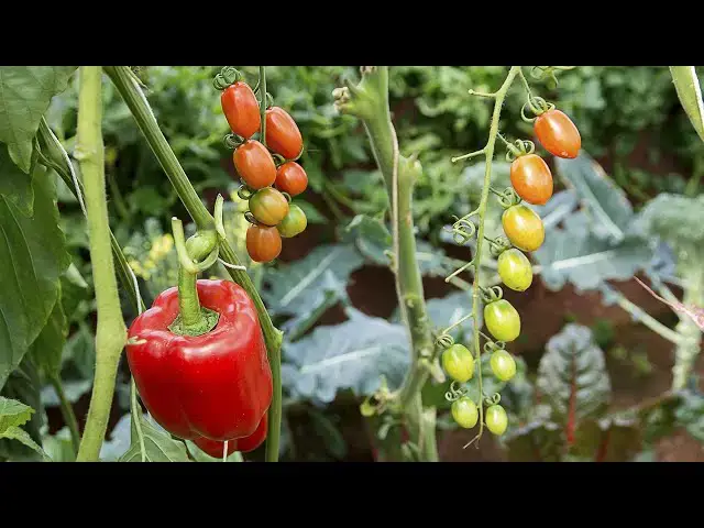'Video thumbnail for Gardening Tips For Growing Tomatoes And Peppers Together'