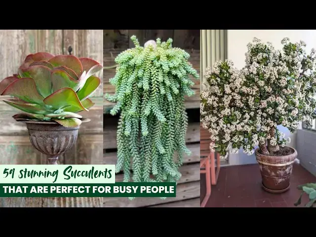 'Video thumbnail for 59 stunning Succulents that are perfect for Busy People'