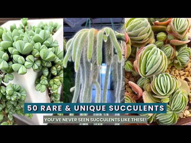 'Video thumbnail for 50 Rare & Unique Succulents || Hard to Find Succulent Types for Indoor and Outdoor Gardens'