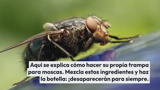 'Video thumbnail for Atrapamoscas DIY, odian estos ingredientes: no los volverás a ver en casa'