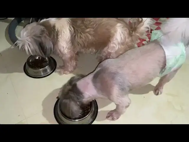 'Video thumbnail for Eating time | Cute Shih Tzus having their dinner'