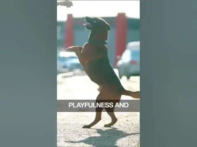 'Video thumbnail for German Shepherd Vs Rottweiler 5'