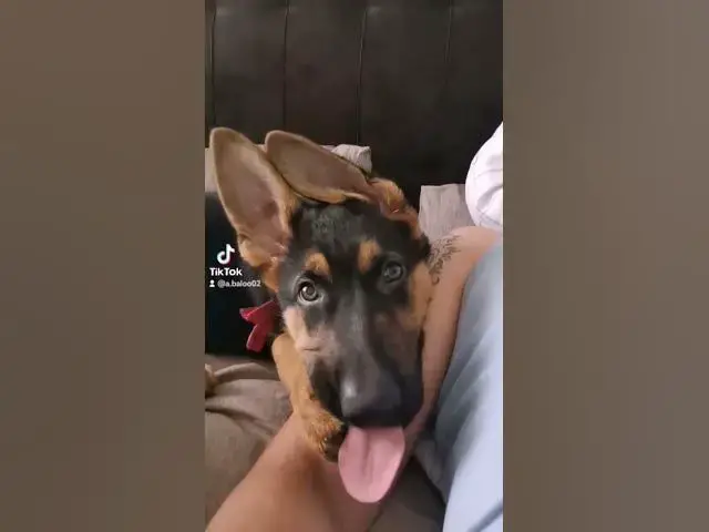 'Video thumbnail for My #beautiful #friend Baloo😍🐶#happydog #dog #germanshepherd #happy #gsdpuppy #'