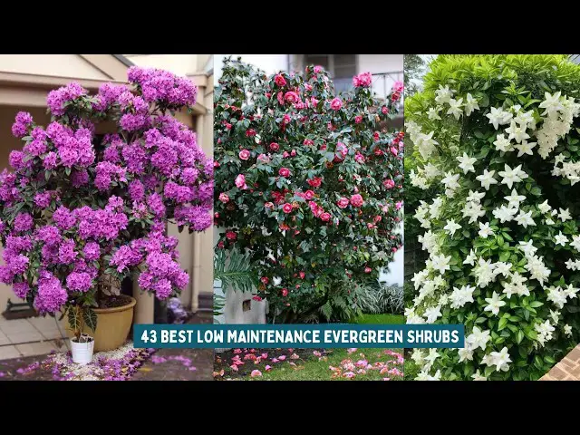 'Video thumbnail for 43 Best Low Maintenance Evergreen Shrubs'