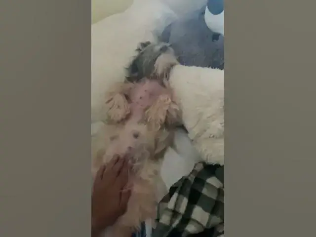 'Video thumbnail for Drunken Pup Be Like | Lala’s Best Reaction When Being Noticed. #cuteshihtzu #petlover #shihtzu'