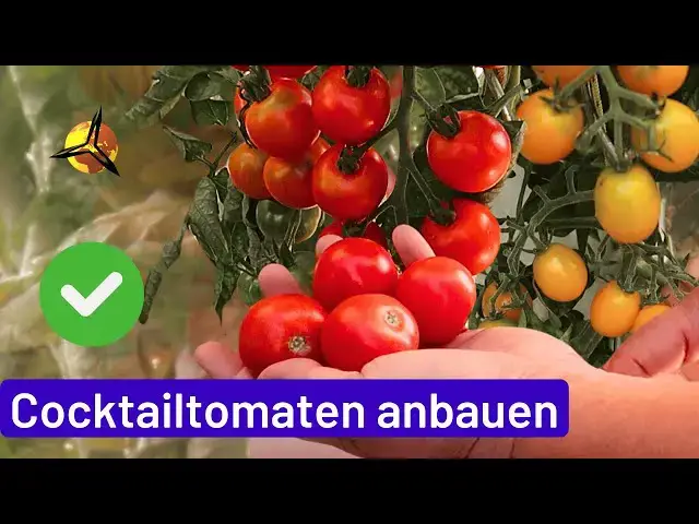 'Video thumbnail for Cocktailtomaten pflanzen, pflegen und ernten'