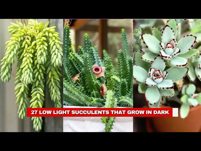 'Video thumbnail for 27 Low Light Succulents that Grow in Dark'