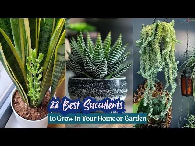 'Video thumbnail for 22 Best Succulents to Grow In Your Home or Garden'