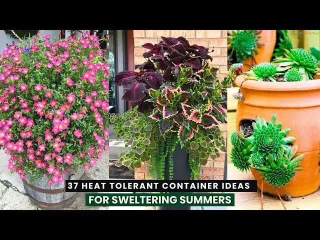 'Video thumbnail for 37 Heat Tolerant Container Ideas For Sweltering Summers'