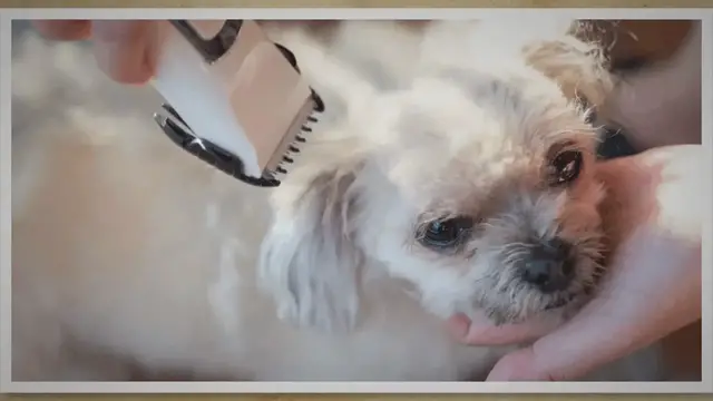 'Video thumbnail for 8 Common Dog Skin Problems After Grooming: Causes And Best Solutions'