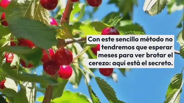 'Video thumbnail for Cerezas, cómo parir una planta en 7 días sin coste alguno: el hueso es suficiente'
