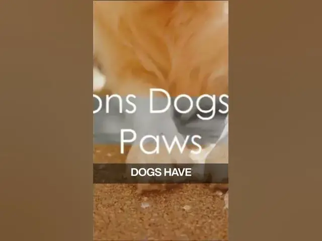 'Video thumbnail for Why do Dogs Lick their Paws?'