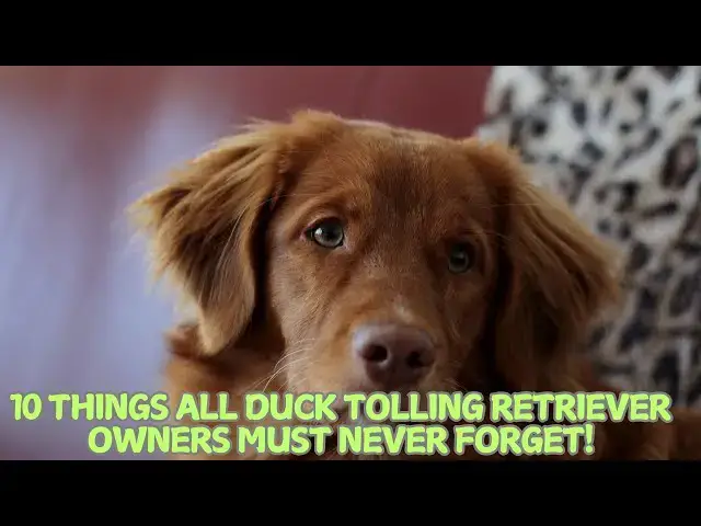 'Video thumbnail for 10 Things All Duck Tolling Retriever Owners Must Never Forget! β€οΈ'