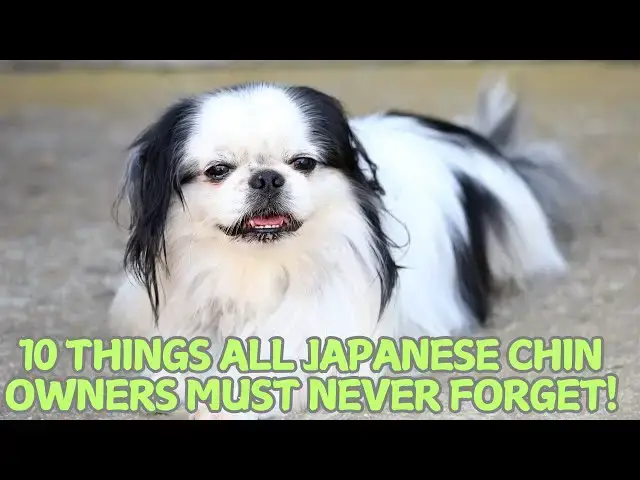 'Video thumbnail for 10 Things All Japanese Chin Owners Must Never Forget! πΆ'