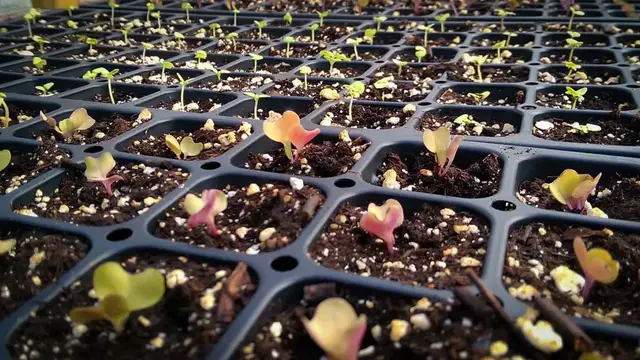 'Video thumbnail for How To Start Seeds In Trays (Simple Guide)'
