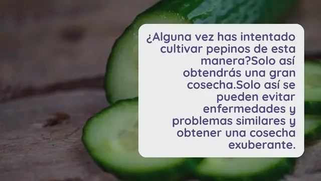 'Video thumbnail for Pepinos, cultívelos así: evite enfermedades y obtenga grandes cosechas'
