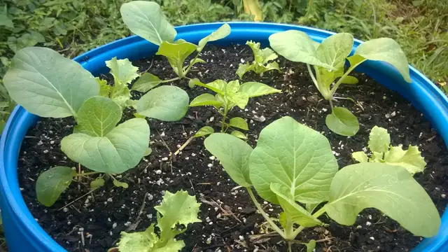 'Video thumbnail for 7 Tips For Container Gardening On A Budget'