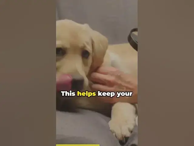 'Video thumbnail for Dog saliva contains a variety of enzymes that play important roles in digestion,'