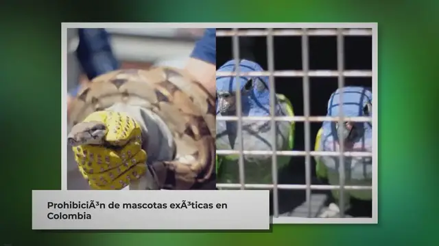 'Video thumbnail for En Colombia está prohibido tener estos animales como mascotas'