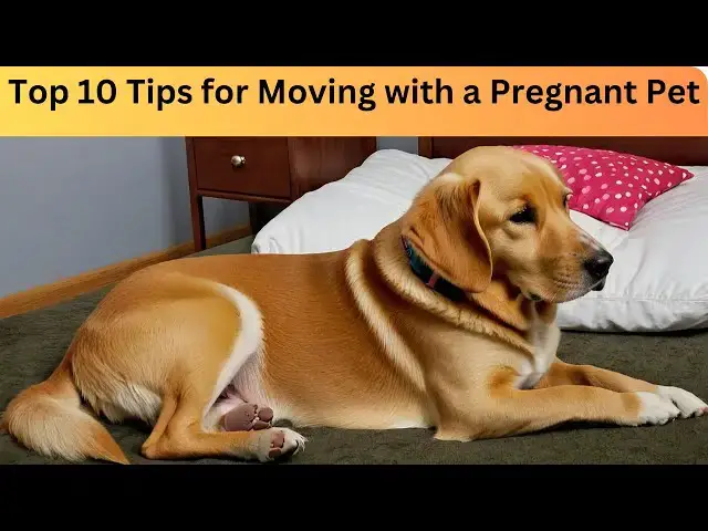 'Video thumbnail for Top 10 Tips for Moving with a Pregnant Pet – Safe & Stress-Free Guide'